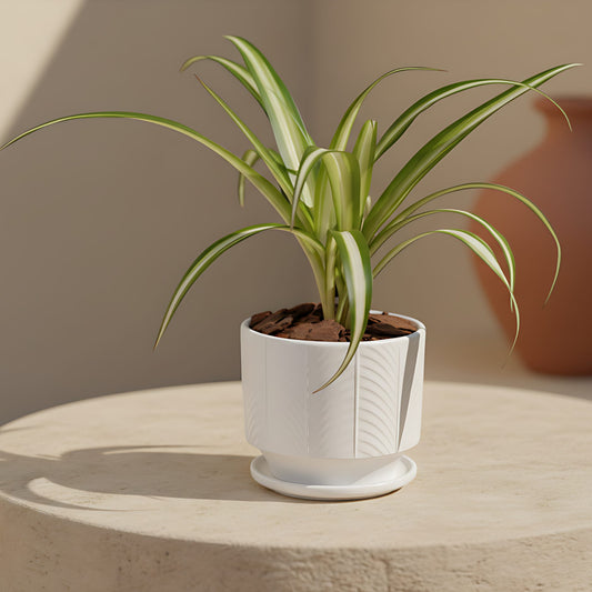 Spider Plant indoor plant in ceramic pot by Aiwa Flowers