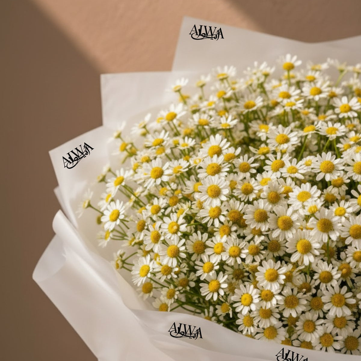 Close-up of white daisy blooms by AIWA Flowers Dubai