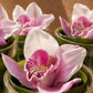 Close-up of a pink cymbidium orchid with a speckled throat in a clear glass vase by AIWA Flowers