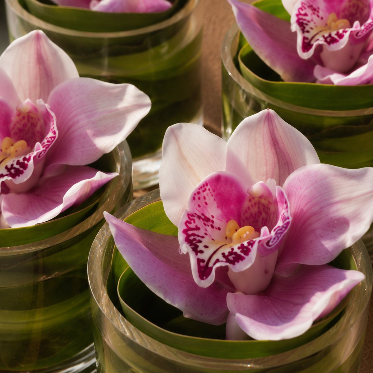 Pale pink cymbidium orchids on green leaf-lined clear glass vases - Victoria by AIWA Flowers