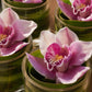 Pale pink cymbidium orchids on green leaf-lined clear glass vases - Victoria by AIWA Flowers