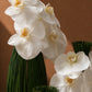 Close-up of dewy white phalaenopsis orchids on a green reed sculpture - White Poise by AIWA Flowers
