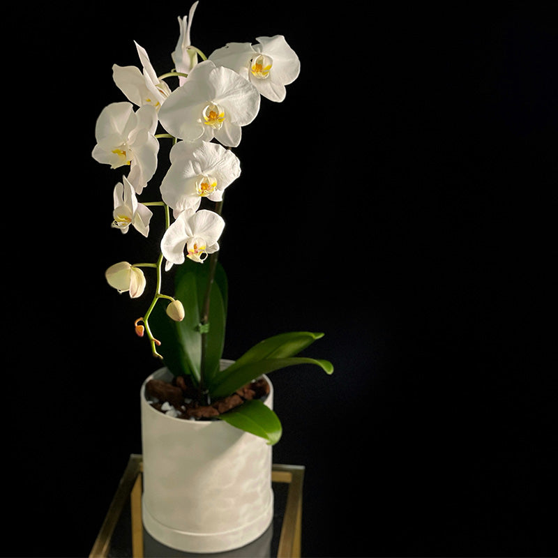 Single White Orchid Plant